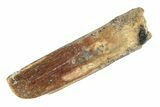 Fossil Sauropod Dinosaur (Rebbachisaurus) Tooth - Morocco #248848-1